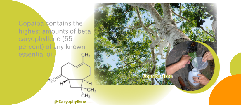 Herbal Benefit Copaiba