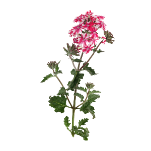 Herbal Benefit ゼラニウム
