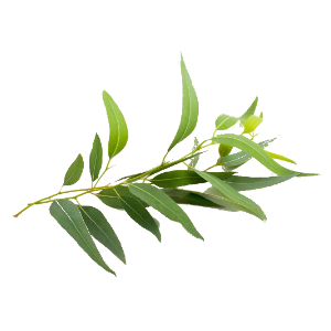 Herbal Benefit ユーカリ