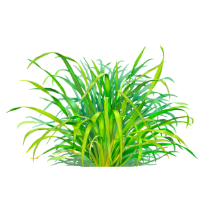 Herbal Benefit レモングラス